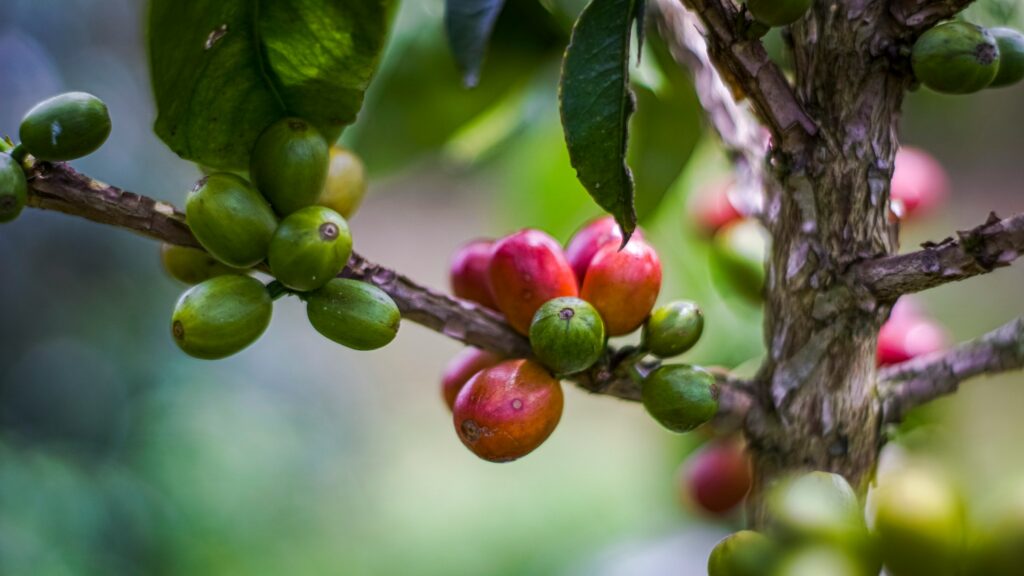 How Altitude Affects Coffee Flavor