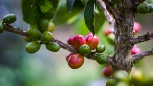 How Altitude Affects Coffee Flavor