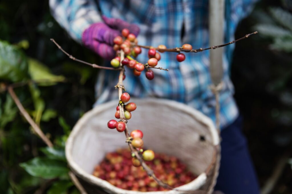 Single-Origin Coffee Explained